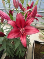 [1862 Firebolt Mak No01.JPG]